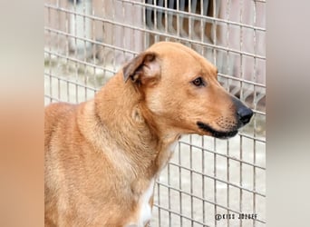 Bibu hatte bisher  ein Leben an kurzer Kette, jetzt soll sie es besser haben !