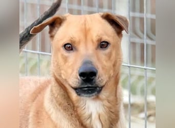 Bibu hatte bisher  ein Leben an kurzer Kette, jetzt soll sie es besser haben !