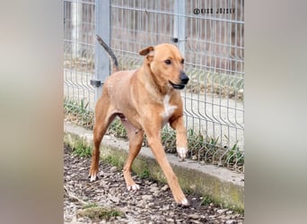 Bibu hatte bisher  ein Leben an kurzer Kette, jetzt soll sie es besser haben !