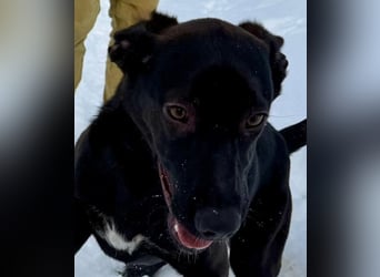 Junges Energiebündel Cinka sich Menschen, die ihr Beschäftigung. bieten !