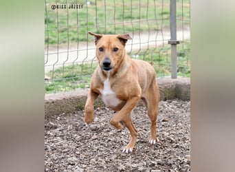 Bibu hatte bisher  ein Leben an kurzer Kette, jetzt soll sie es besser haben !