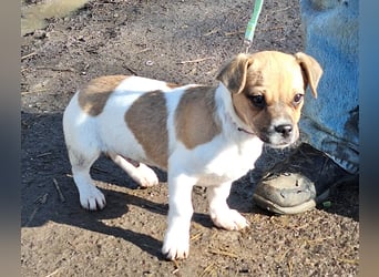 Matti ist sehr lieb, verspielt und menschenbezogen !