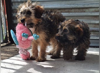 Die ruhige sanfte Ella sucht ein Zuhause !