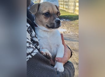 Matti ist sehr lieb, verspielt und menschenbezogen !