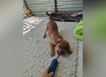 Nanuk ist sehr lieb, verspielt und aufgeweckt !