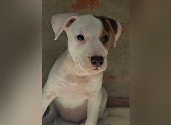 Bella ist sehr freundlich, verspielt, liebevoll, menschenbezogen !