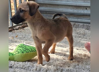 Die fröhliche, aktive Zita sucht ein Zuhause !