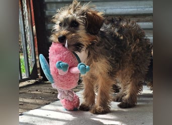 Eliza ist sehr lieb, verspielt und menschenbezogen