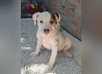 Bella ist sehr freundlich, verspielt, liebevoll, menschenbezogen !