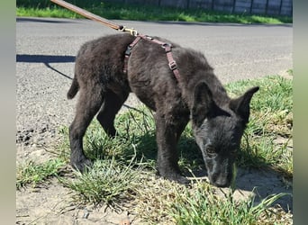 Dumbo ist sehr freundlich, fröhlich,lebhaft,ausgeglichen !