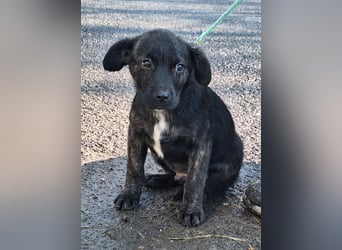 Der liebe, sanfte Jaro sucht ein Zuhause !