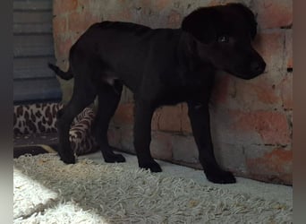 Shadow ist sehr freundlich, fröhlich, neugierig !