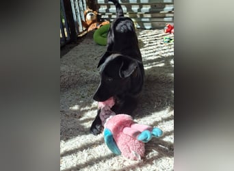 Shadow ist sehr freundlich, fröhlich, neugierig !