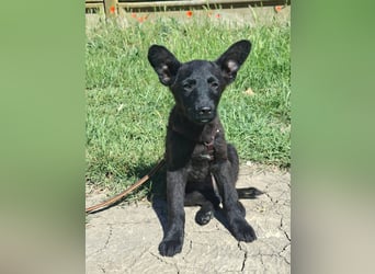 Dumbo ist sehr freundlich, fröhlich,lebhaft,ausgeglichen !