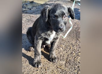 Der liebe, sanfte Jaro sucht ein Zuhause !