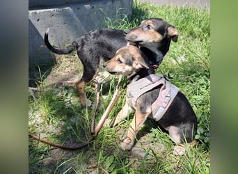 Famikienhund Taya sucht ein Zuhause !