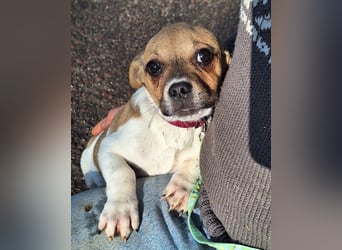 Matti ist sehr lieb, verspielt und menschenbezogen !