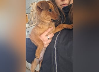 Die fröhliche Cindy sucht ein Zuhause !