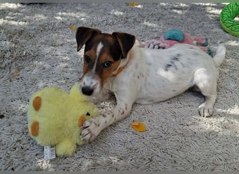 Flora ist liebevoll, verspielt, menschenbezogen, neugierig !
