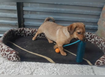 Mara ist sehr lieb, verspielt, fröhlich und verschmust !