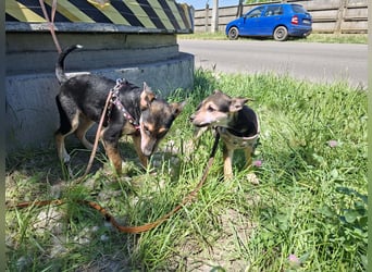 Famikienhund Taya sucht ein Zuhause !