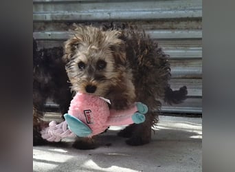 Eliza ist sehr lieb, verspielt und menschenbezogen