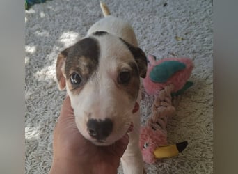 Die liebe Bambi ist immer fröhlich und gut gelaunt !
