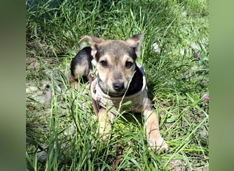 Famikienhund Taya sucht ein Zuhause !