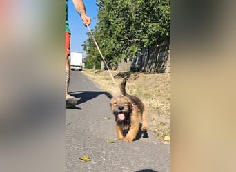 Tekergö ist sehr lieb, verspielt, aktiv, fröhlich, verschmust !