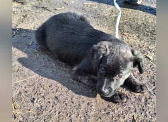 Der liebe, sanfte Jaro sucht ein Zuhause !