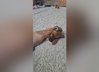 Cody ist sehr freundlich, menschenbezogen, verschmust,verspielt !