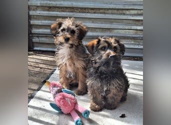 Die ruhige sanfte Ella sucht ein Zuhause !