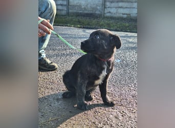 Der liebe, sanfte Jaro sucht ein Zuhause !