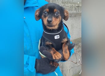 Der liebe, sanfte Kuno sucht ein Zuhause !