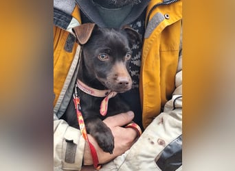 Der liebe Finn ist voller Lebensfreude !