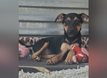 Elmo ist sehr freundlich, menschenbezogen, ruhig und anhänglich !
