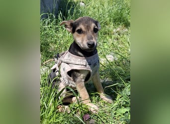 Famikienhund Taya sucht ein Zuhause !