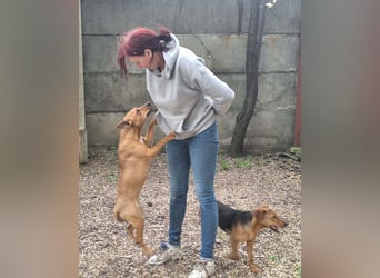 Die liebe, fröhliche Gita sucht ein Zuhause !