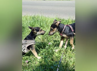 Famikienhund Taya sucht ein Zuhause !