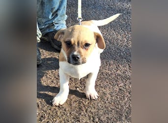 Matti ist sehr lieb, verspielt und menschenbezogen !