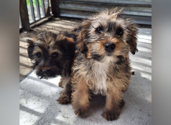 Eliza ist sehr lieb, verspielt und menschenbezogen