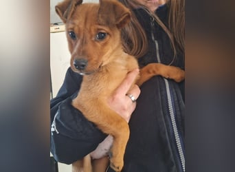 Die fröhliche Cindy sucht ein Zuhause !