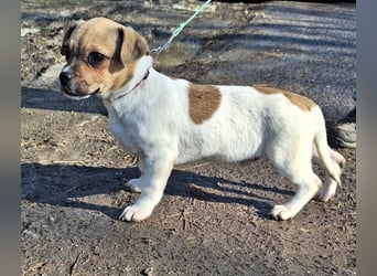 Matti ist sehr lieb, verspielt und menschenbezogen !