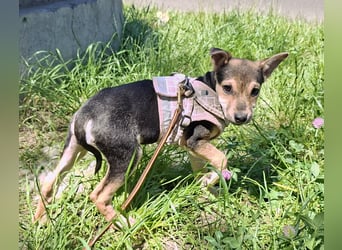 Famikienhund Taya sucht ein Zuhause !
