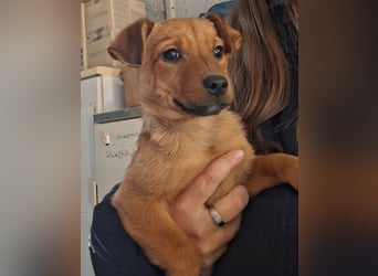 Die fröhliche Cindy sucht ein Zuhause !