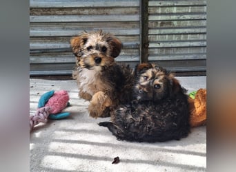 Eliza ist sehr lieb, verspielt und menschenbezogen