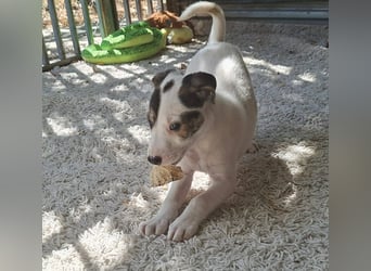 Die liebe Bambi ist immer fröhlich und gut gelaunt !