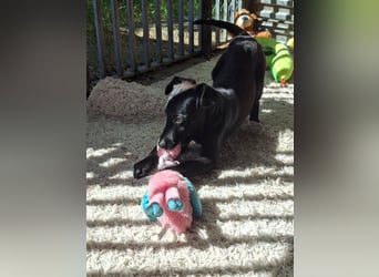 Shadow ist sehr freundlich, fröhlich, neugierig !