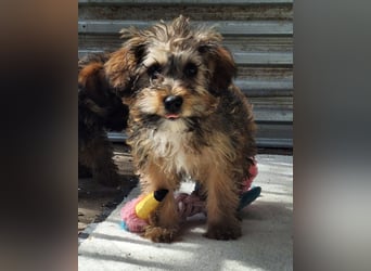 Eliza ist sehr lieb, verspielt und menschenbezogen