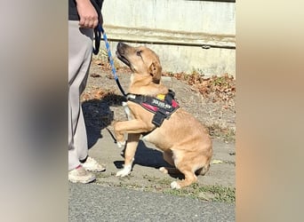 Sonnenschein Zokni sucht ein Zuhause !